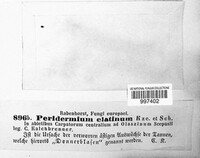 Melampsorella elatina image